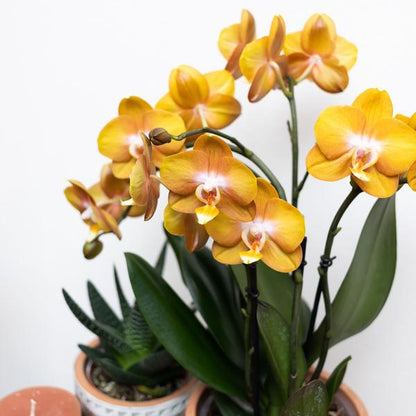 Orange-goldene Phalaenopsis-Orchidee - Jewel Las Vegas - Topfgröße Ø12cm - blühende Topfpflanze 