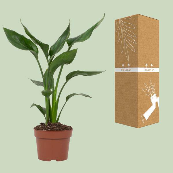 Strelitzia Reginae – Paradiesvogelblume – Zimmerpflanze ↕35cm – Ø12cm – Exotische Blühpflanze mit orangen & blauen Blüten – Tropische Dekopflanze für Wohnzimmer & Büro 