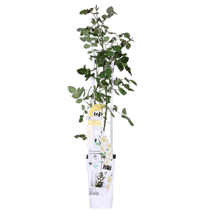 Rose - Rosa Crazy in love 'Vanilla' - Creme-Rose - Ø15cm - ↕65cm 
