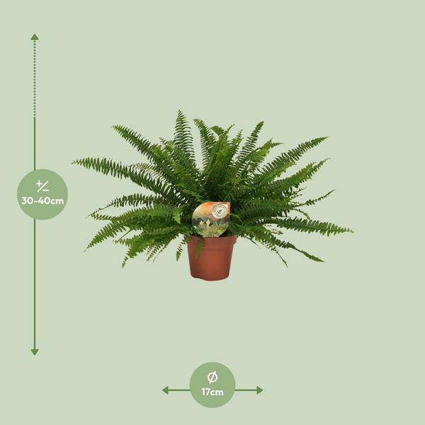 Schwertfarn - Nephrolepis Green Lady - Zimmerpflanze - Ø17cm - ↕40cm 