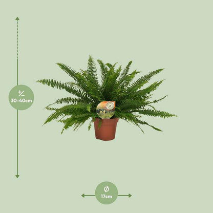 Schwertfarn - Nephrolepis Green Lady - Zimmerpflanze - Ø17cm - ↕40cm 