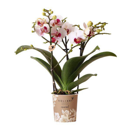 Weiße Phalaenopsis-Orchidee ‘Mineral Gibraltar’ – Blühende Zimmerpflanze – Ø9 cm-Topf – Elegante & langlebige Blüten – Orchidee für Fensterbank & Wohnraum 