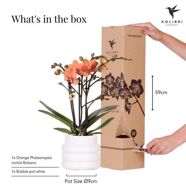 Phalaenopsis Orchidee Mineral Bolzano Orange – Zimmerpflanze mit 2–3 Zweigen – Inklusive Bubble Keramiktopf Weiß Ø9cm – Edle Orchidee für Wohnzimmer, Esszimmer & Büro 