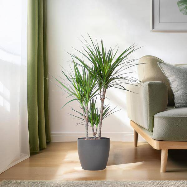 Drachenbaum – Dracaena Marginata – ↕95 cm – Ø21 cm-Topf + Design-Topf „Viber“ Grau – Pflegeleichte Zimmerpflanze – Luftreinigend & dekorativ 