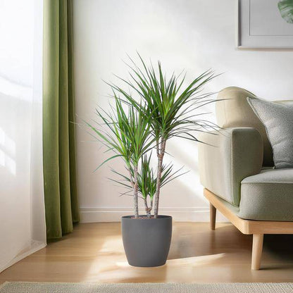 Drachenbaum – Dracaena Marginata – ↕95 cm – Ø21 cm-Topf + Design-Topf „Viber“ Grau – Pflegeleichte Zimmerpflanze – Luftreinigend & dekorativ 
