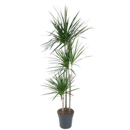 Drachenbaum – Dracaena Marginata 160cm – Ø24cm – Zimmerpflanze mit roten Blatträndern – Elegante pflegeleichte Grünpflanze im elho Greenville Round Topf Braun für Wohnzimmer, Büro & Wintergarten 
