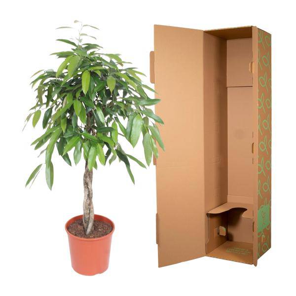 Ficus Amstel King – Schmalblättriger Gummibaum – 140 cm hoch – Ø30 cm – Zimmerpflanze mit geflochtenem Stamm – Pflegeleicht & luftreinigend – Ideal für Wohnzimmer & Büro 