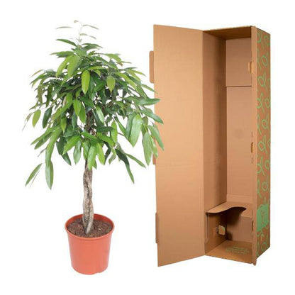 Ficus Amstel King – Schmalblättriger Gummibaum – 140 cm hoch – Ø30 cm – Zimmerpflanze mit geflochtenem Stamm – Pflegeleicht & luftreinigend – Ideal für Wohnzimmer & Büro 