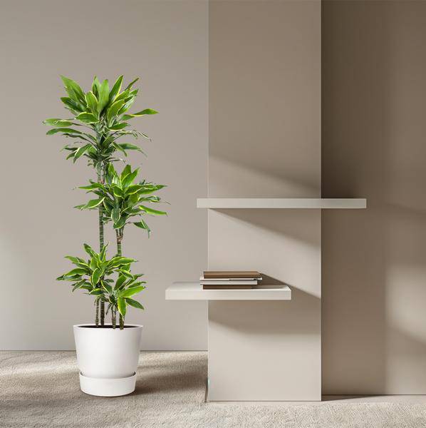Drachenbaum – Dracaena Golden Coast 140cm – Ø27cm – Zimmerpflanze mit grün-goldenen Blättern – Pflegeleichte Grünpflanze für Wohnzimmer, Büro & Wintergarten 