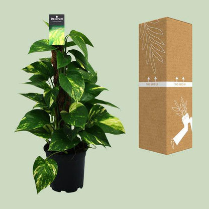 Efeutute - Scindapsus Epipremnum - Zimmerpflanze - Ø15cm - ↕50cm 