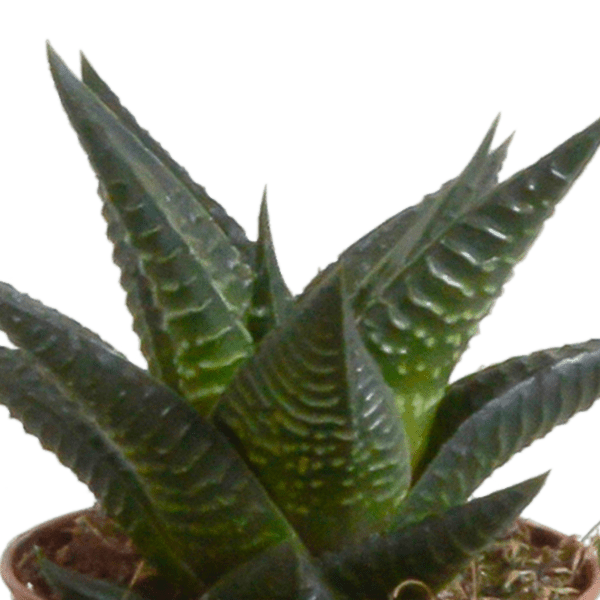 Sukkulenten Mix Gasteria & Haworthia – 3 Pflanzen – Ø8,5cm Zimmerpflanzen im Terrakotta – Topf – Verschiedene Mini – Sukkulen