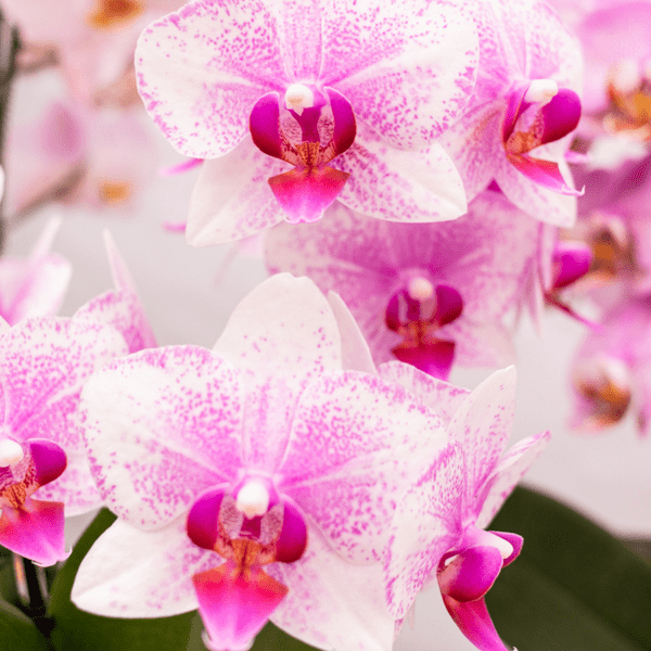 Phalaenopsis Orchidee – Rosa Mineral Rotterdam – Ø9cm – Blühende Zimmerpflanze – 2–3 Zweige – Pflegeleicht & dekorativ – Für Wohnzimmer, Büro & Bad 