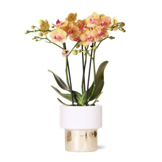 Phalaenopsis Orchidee Weiß - Jamaica + Lush Topf - Topfgröße Ø9cm - 40cm - blühende Zimmerpflanze 