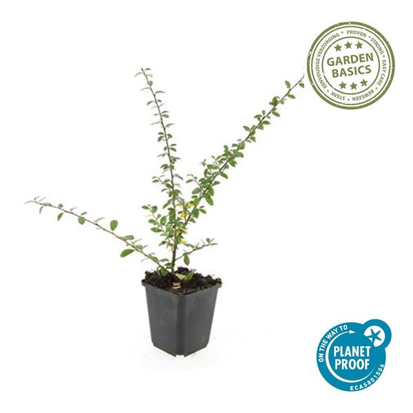 Teppichmispel Cotoneaster suecicus 'Coral Beauty' – ↕10-25cm – Ø9cm – 6 Pflanzen – Winterharter Bodendecker – Niedrig wachsend – Sonne & Schatten – Pflegeleicht 