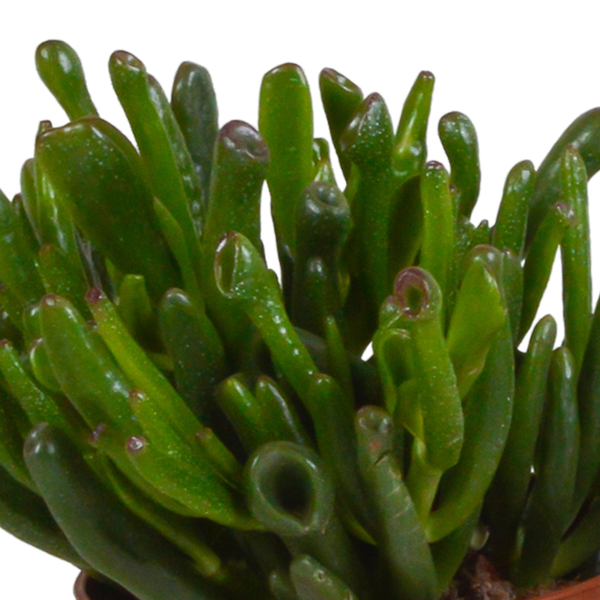 Dickblatt - Crassula - Mix 10,5 cm - 3 Stück - Zimmerpflanze - im Terrakotta-Topf 