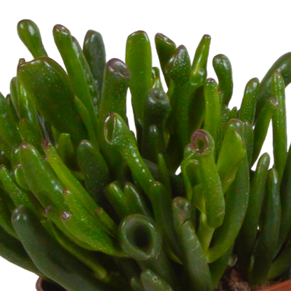 Dickblatt - Crassula - Mix 10,5 cm - 3 Stück - Zimmerpflanze - im Terrakotta-Topf 