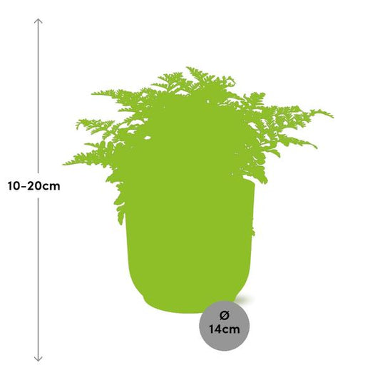 Nestfarn Asplenium Parvati – Zimmerpflanze inkl. Ziertopf Vibes Fold Rosa Ø14cm – Tropischer Farn mit dekorativen Wedeln – Pflegeleicht & luftreinigend – Für Wohnzimmer & Büro 
