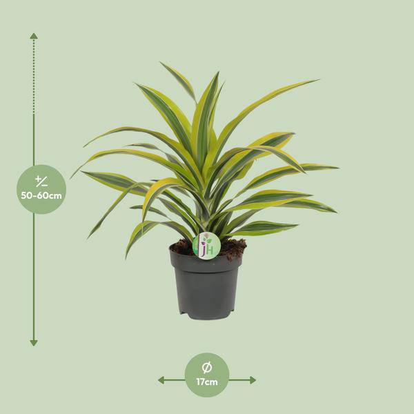 Drachenbaum Dracaena 'Lemon Lime' – Ø17cm x H40cm – Pflegeleichte Zimmerpflanze mit gestreiftem Laub – Luftreinigend – Für Halbschatten – Im Pflanztopf – Direkt aus der Gärtnerei 