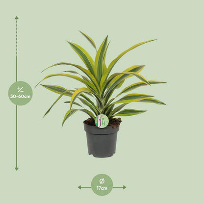 Drachenbaum Dracaena 'Lemon Lime' – Ø17cm x H40cm – Pflegeleichte Zimmerpflanze mit gestreiftem Laub – Luftreinigend – Für Halbschatten – Im Pflanztopf – Direkt aus der Gärtnerei 