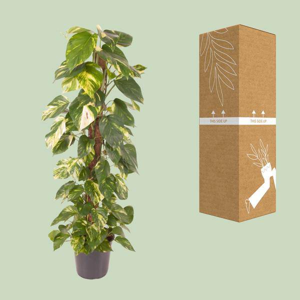 Efeutute Epipremnum Pinnatum – Zimmerpflanze – Ø24cm – ↕120cm – Goldene Efeutute mit herzförmigen Blättern – Luftreinigende & pflegeleichte Zimmerpflanze 
