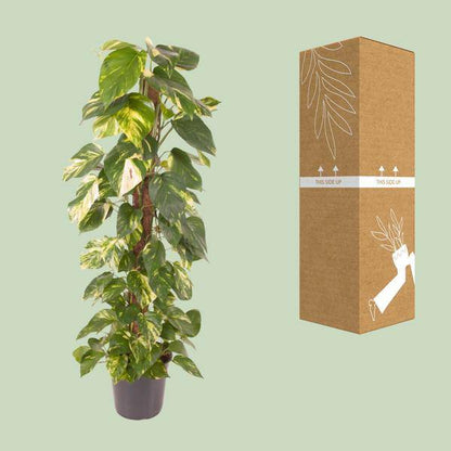 Efeutute Epipremnum Pinnatum – Zimmerpflanze – Ø24cm – ↕120cm – Goldene Efeutute mit herzförmigen Blättern – Luftreinigende & pflegeleichte Zimmerpflanze 