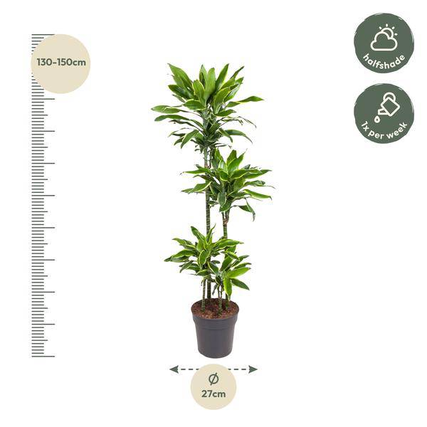 Drachenbaum – Dracaena Golden Coast 140cm – Ø27cm – Zimmerpflanze mit grün-goldenen Blättern – Pflegeleichte Grünpflanze für Wohnzimmer, Büro & Wintergarten 