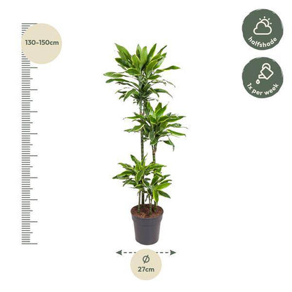 Drachenbaum – Dracaena Golden Coast 140cm – Ø27cm – Zimmerpflanze mit grün-goldenen Blättern – Pflegeleichte Grünpflanze für Wohnzimmer, Büro & Wintergarten 