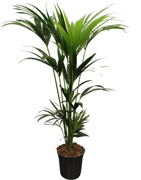 Howea Forsteriana Kentia – Forstersche Kentia – Zimmerpflanze – Ø21cm – Höhe ca. 120cm – Tropische, pflegeleichte Grünpflanze – Für Wohnzimmer & Büro 