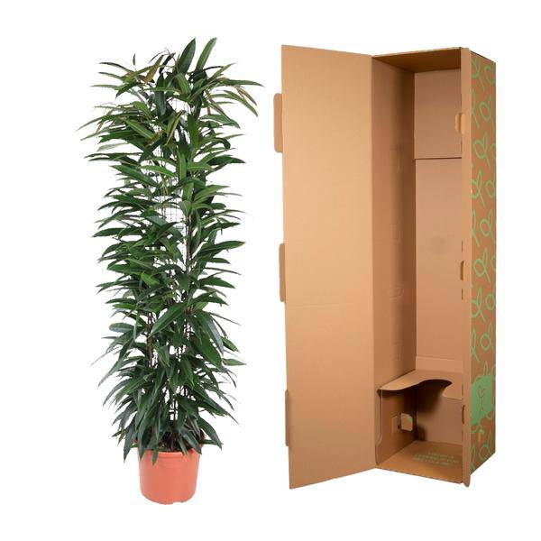 Schmalblättrige Birkenfeige – Ficus Alii King 150cm – Ø29cm – Zimmerpflanze mit langen dunkelgrünen Blättern – Elegante Dekopflanze für Wohnzimmer, Büro & Wintergarten – Pflegeleicht 