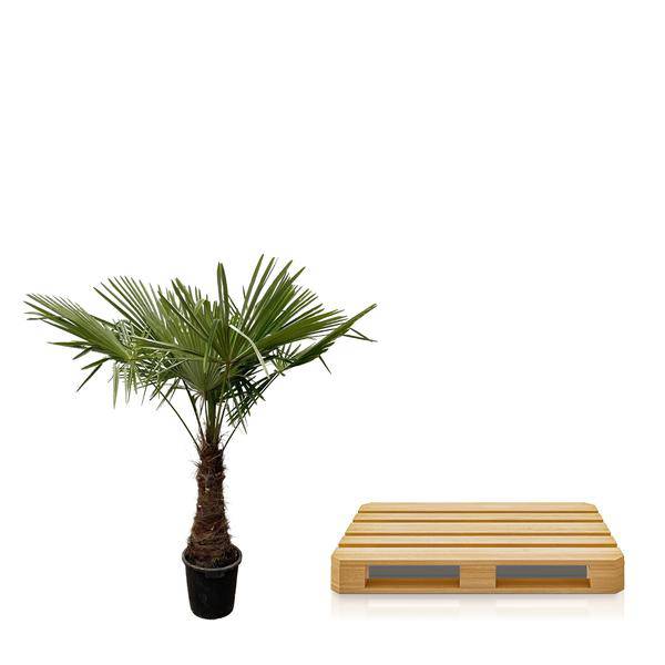 Hanfpalme – Trachycarpus 240cm – Ø45cm – XXL-Palme mit fächerförmigen Blättern – Immergrüne Kübelpflanze für Garten, Terrasse, Wintergarten & Wohnzimmer – Pflegeleicht 