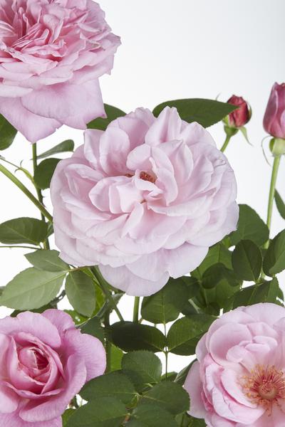 Rosa Rose -Rosa Crazy in love 'Pink' -  Ø15cm - ↕65cm 
