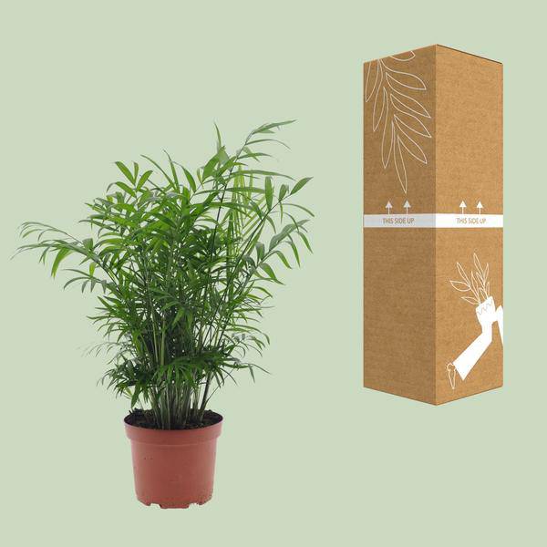 Mexikanische Bergpalme - Chamaedorea Elegans - Zimmerpflanze - Ø17cm - ↕50cm 