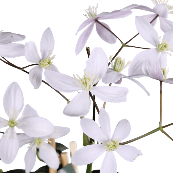 Waldrebe Clematis armandii Apple Blossom – Immergrüne Clematis – Hellrosa Blüten – Ø15cm Topf – ↕65cm Kletterpflanze – Duftende Blüten – Wintergrün – Bienenfreundlich 