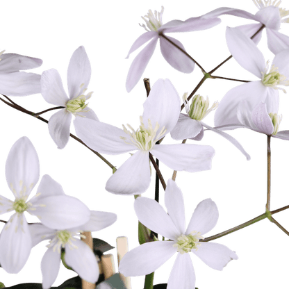 Waldrebe Clematis armandii Apple Blossom – Immergrüne Clematis – Hellrosa Blüten – Ø15cm Topf – ↕65cm Kletterpflanze – Duftende Blüten – Wintergrün – Bienenfreundlich 