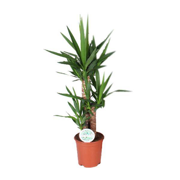 Palmlilie - Yucca - Zimmerpflanze - Ø21cm - ↕90cm 