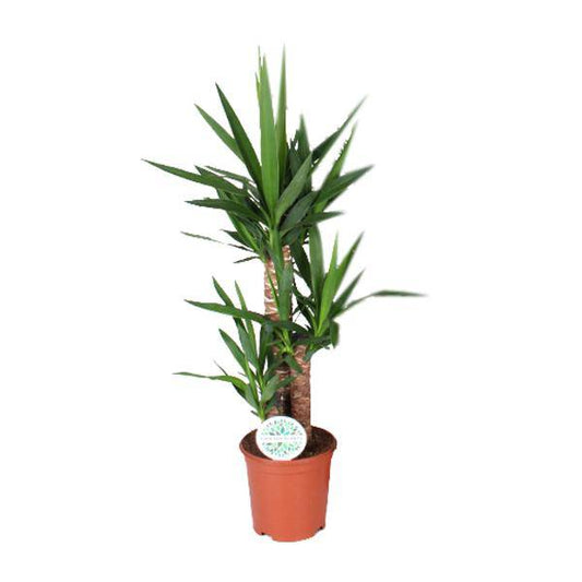 Palmlilie - Yucca - Zimmerpflanze - Ø21cm - ↕90cm 