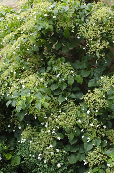 Kletter-Hortensie - Hydrangea petiolaris - Ø15cm - ↕65cm 