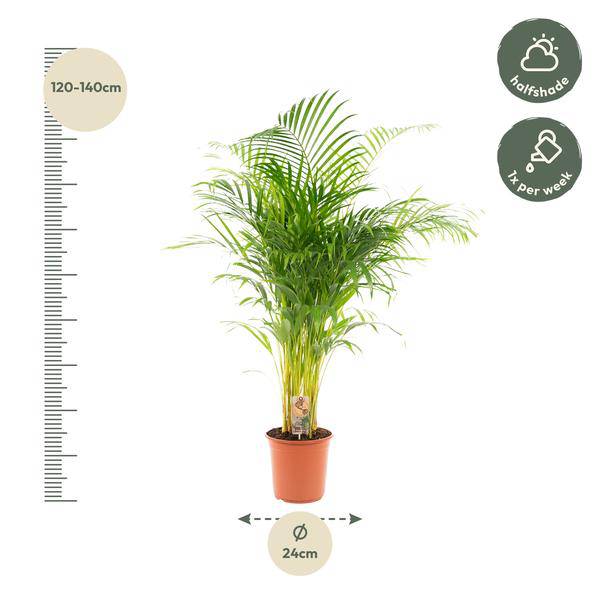 Betelpalme Areca-Palme – Zimmerpflanze Ø24cm – 130cm hoch – Luftreinigende Goldfruchtpalme 