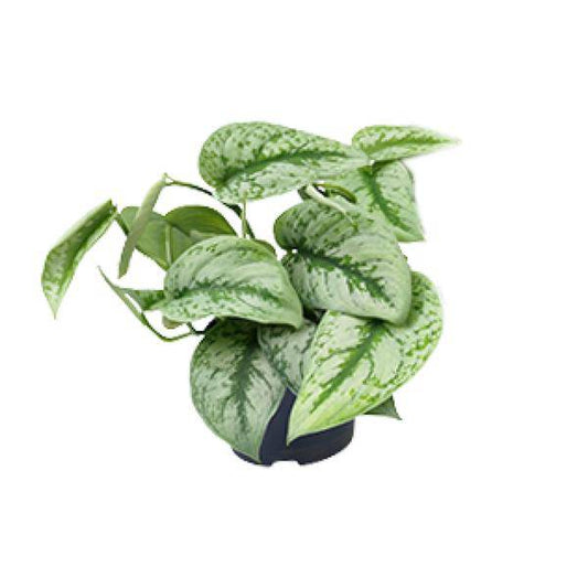 Gefleckte Efeutute – Scindapsus Pictus Trebie – Zimmerpflanze – Ø12cm – 20 cm hoch – pflegeleicht – hängende Ranken – Halbschatten – Indoor-Pflanze 