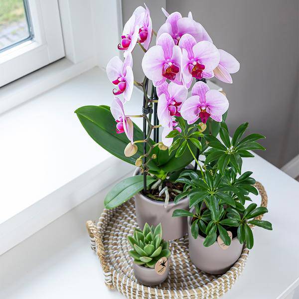 Rosa Phalaenopsis Orchidee – Niagara Fall – Ø12cm – Höhe 55–60cm – Blühende Zimmerpflanze mit großen rosa Blüten – Elegante Orchidee als Geschenk & Deko – Direkt aus der Gärtnerei 