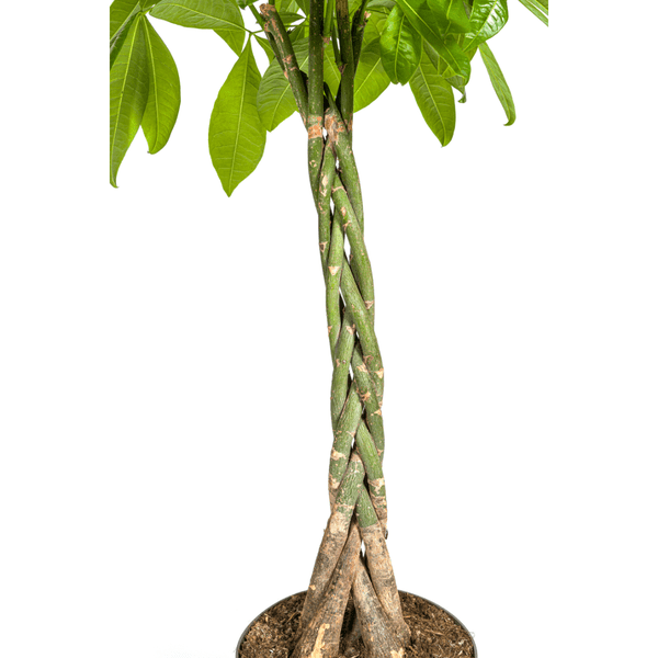 Glückskastanie – Pachira Aquatica – Zimmerpflanze – Ø27cm – Höhe 140-150cm – Geflochtener Stamm & glänzende Blätter – Exotisch & pflegeleicht 