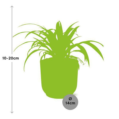 Grünlilie - Chlorophytum Comosum Variegatum - Zimmerpflanze + Topf Vibes Fold 14cm Rosa 