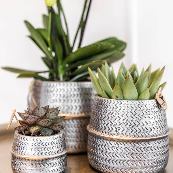 Blumentopf Rille – Gold – Ø6cm – Kleiner Keramik-Ziertopf mit Rillenstruktur – Matte Oberfläche – Für Mini-Pflanzen & Sukkulenten – Dekotopf für Wohnzimmer & Büro 
