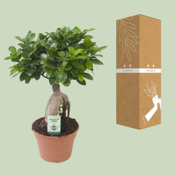 Chinesische Feige - Ficus Ginseng - Zimmerpflanze - Ø17cm - ↕40cm 