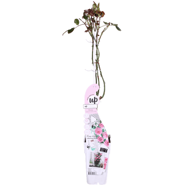 Rosa Rose -Rosa Crazy in love 'Pink' -  Ø15cm - ↕65cm 