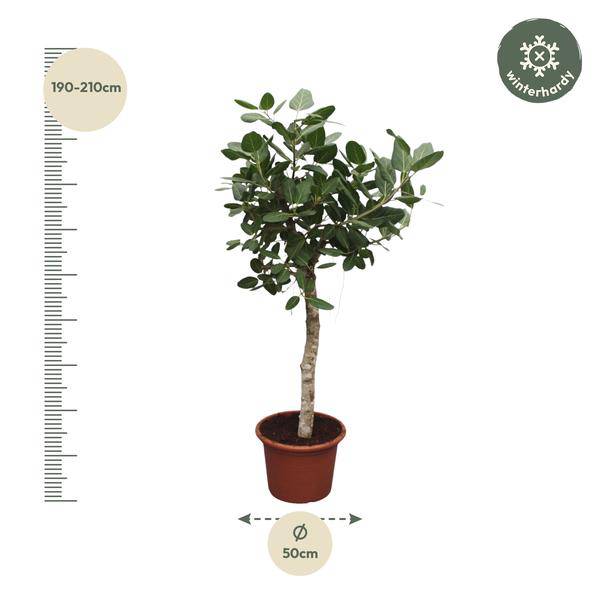 Banyan-Feige Ficus Benghalensis – 200cm hoch – Ø50cm – Exklusive Zimmerpflanze mit großen glänzenden Blättern – Pflegeleicht & robust – Für Wohnzimmer, Büro & Innenräume 