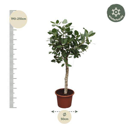 Banyan-Feige Ficus Benghalensis – 200cm hoch – Ø50cm – Exklusive Zimmerpflanze mit großen glänzenden Blättern – Pflegeleicht & robust – Für Wohnzimmer, Büro & Innenräume 