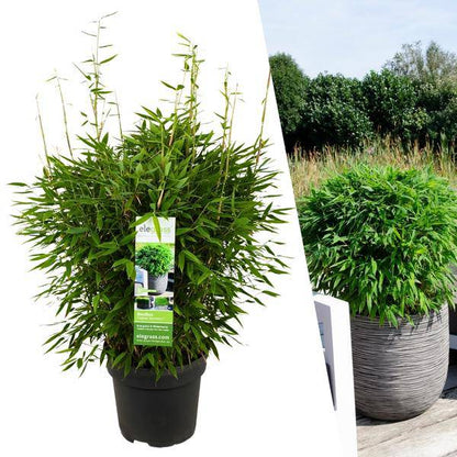 Fargesia murieliae Moontears Boobux – Bambus – immergrün & winterhart – nicht invasiv – Ø29cm – ↕70cm Höhe – ideal für Garten, Terrasse & Hecken 