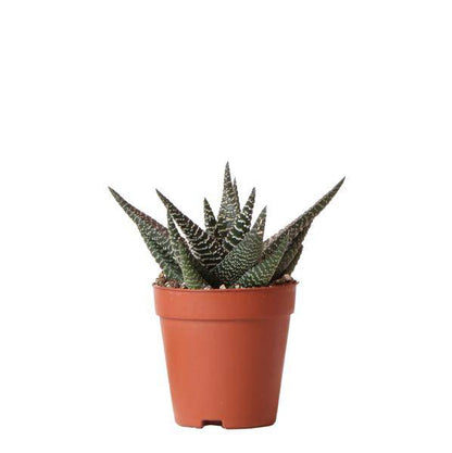 Sukkulente Haworthia Royal Highness – Grüne & Weiße Zimmerpflanze – Ø9cm – Pflegeleicht & Robust – Ideal für helle Standorte 