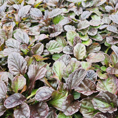 Kriechender Günsel Ajuga reptans – 6 Pflanzen – ↕10-25cm – Ø9cm – Bodendecker – Halbschatten & Schatten – Blühend & pflegeleicht 
